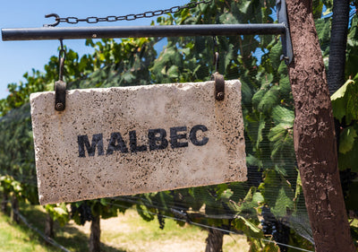 Discovering Malbec: Argentina’s Bold Gift to the World of Wine