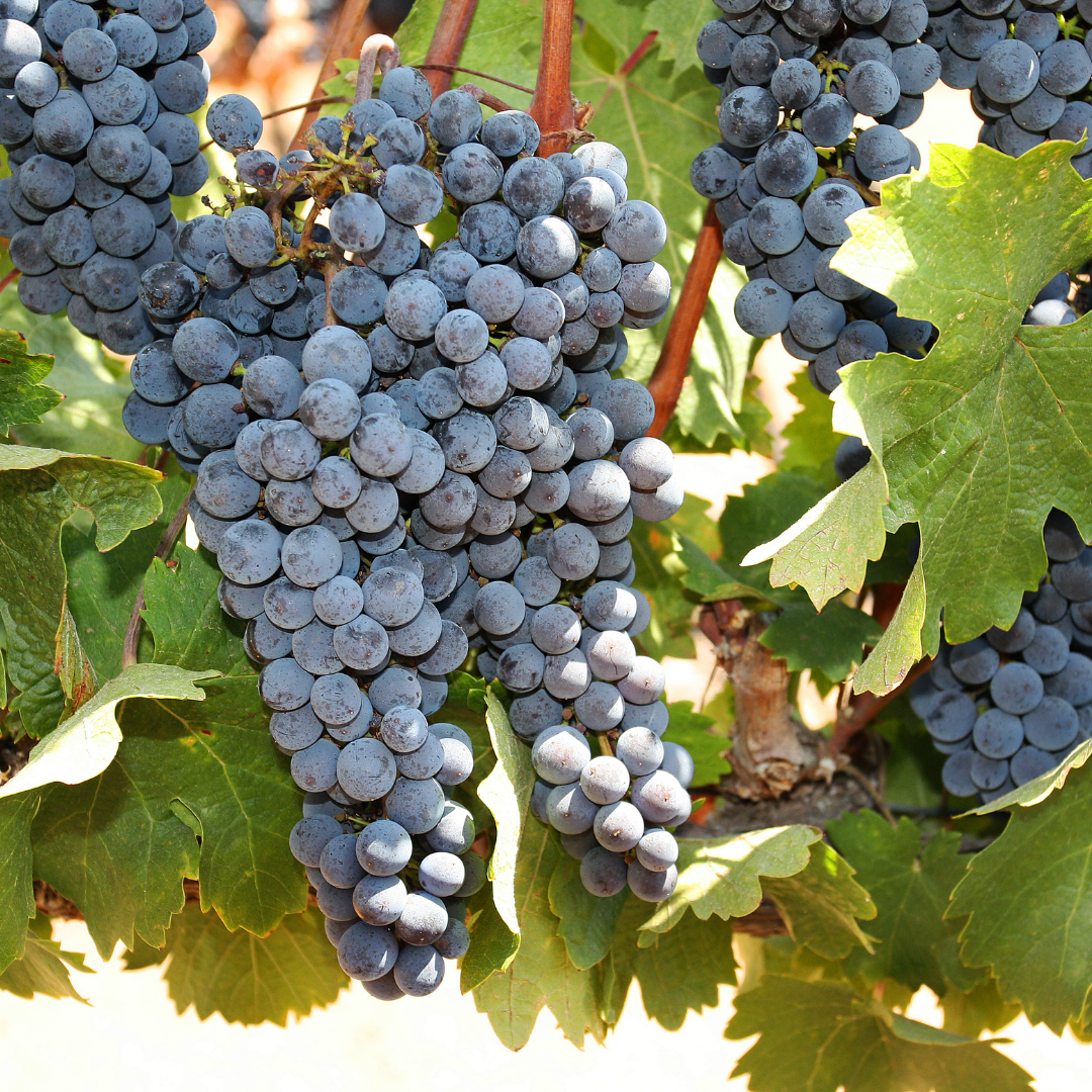 Cabernet Franc